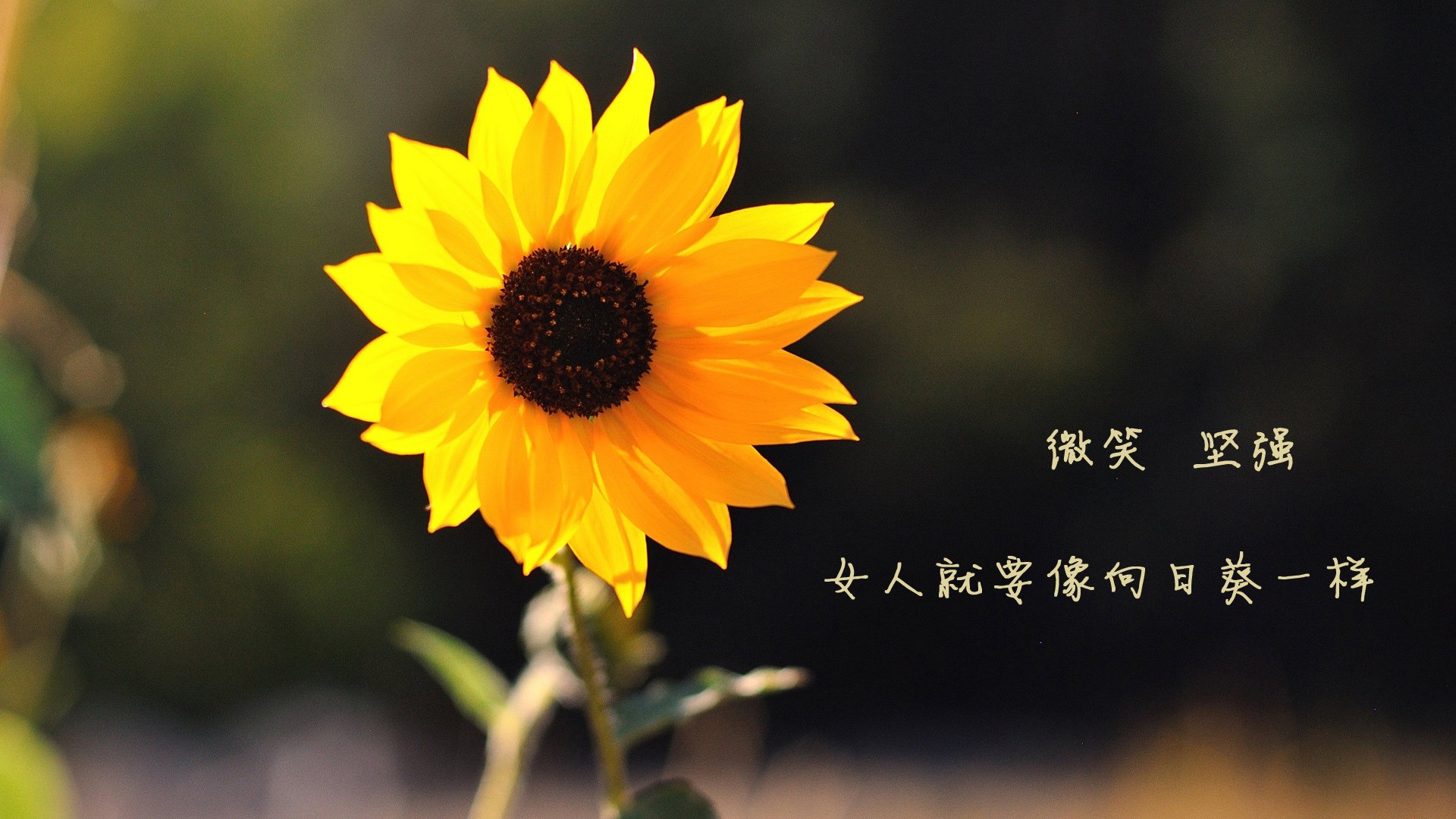 爱游戏电竞官网-_中秋运动嘉年华：月光下的运动狂欢_，中秋运动会作文