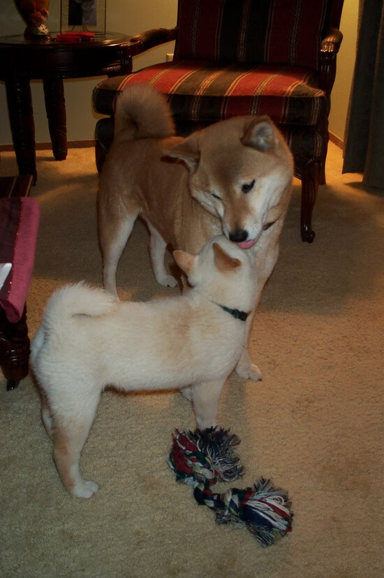 爱游戏体育平台-长远看好女子橄榄球发展空间，女子橄榄球2021