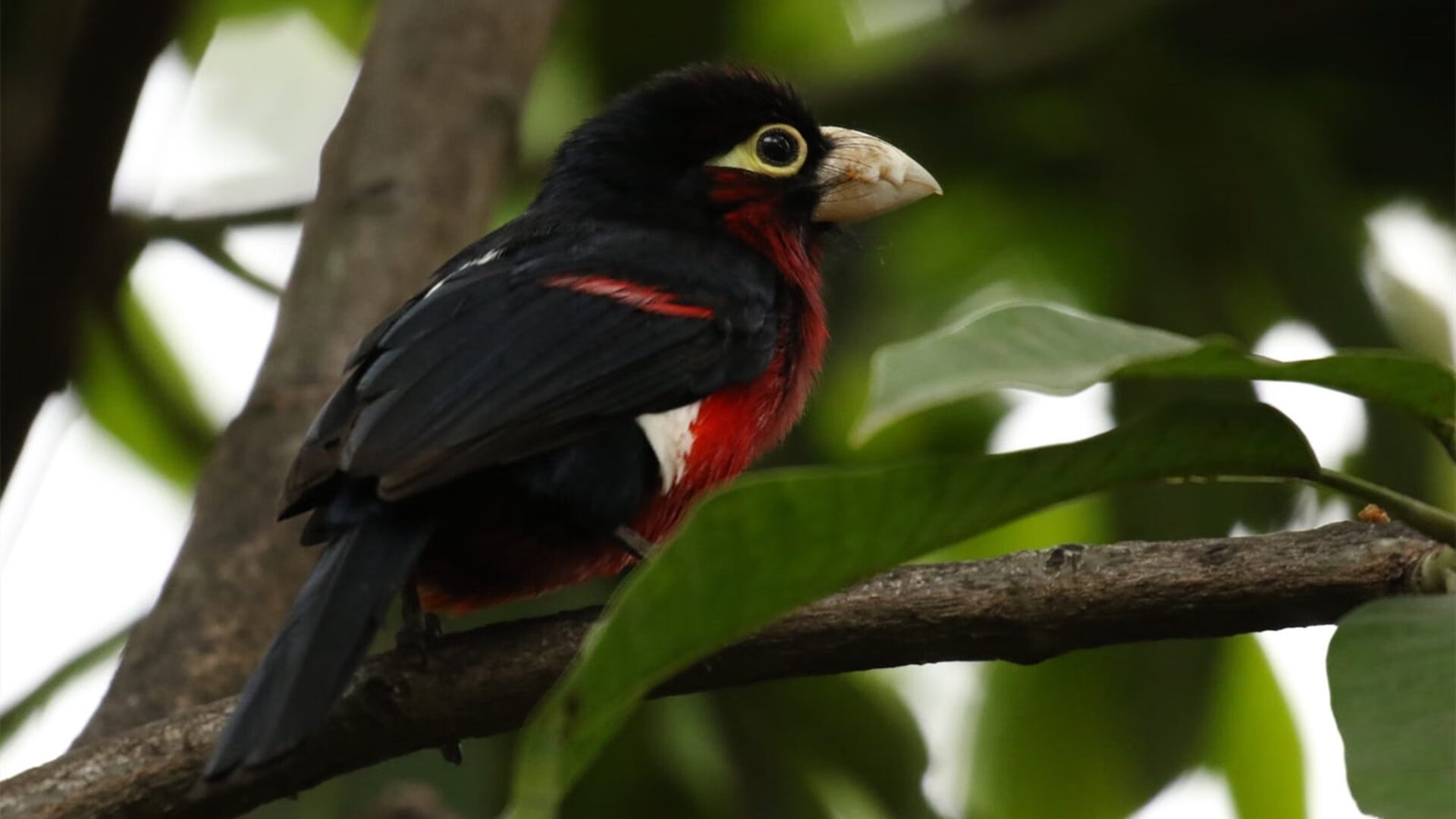 麦克沃伊：经验让我更冷静冲刺，麦克沃伊学霸